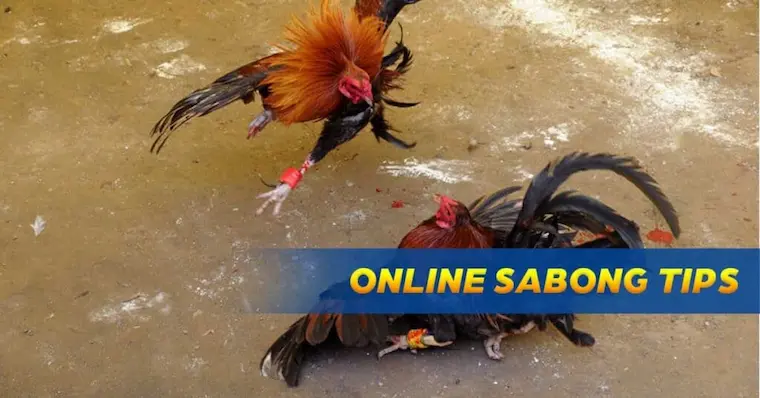 Highly effective online cockfighting tips for beginners when participating at Jilibay