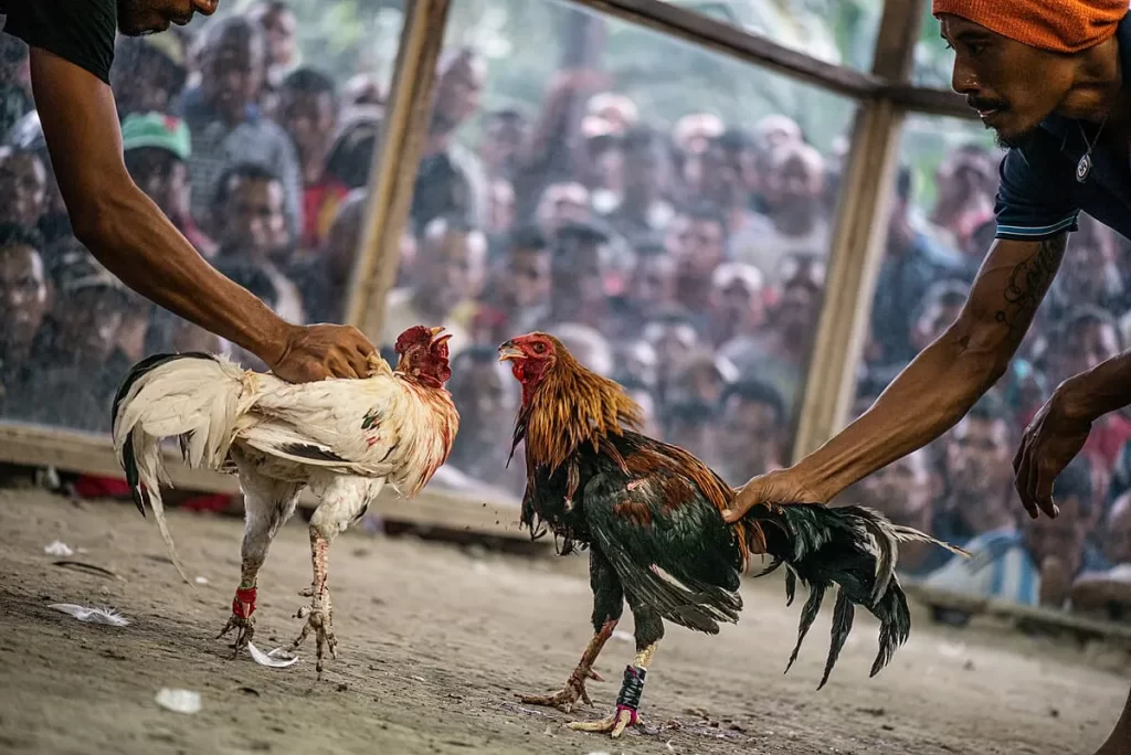 Cockfighting odds on the site are more attractive than in real-life