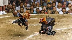 Live cockfighting and related information